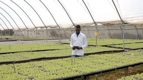 using tablet, agricultural scientist inspecting hydroponic plants in greenhouse