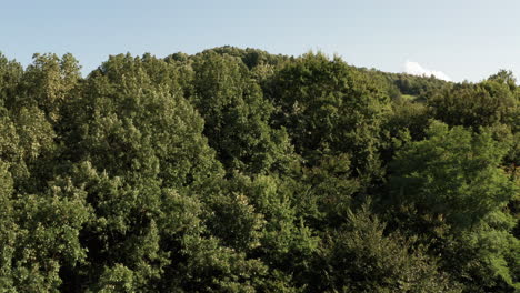 Weiterleitungsdrohne-Zum-Grünen-Wald