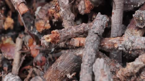 un primer plano de hormigas en la naturaleza.