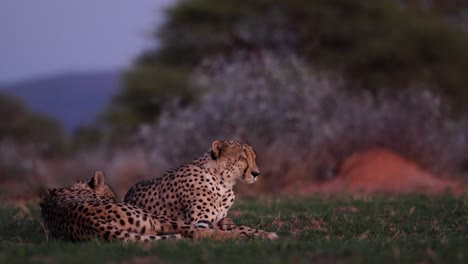 cheetahs lying on the african plains at dusk