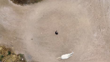 caballo blanco domesticado por un vaquero mayor conduciéndolo en círculos