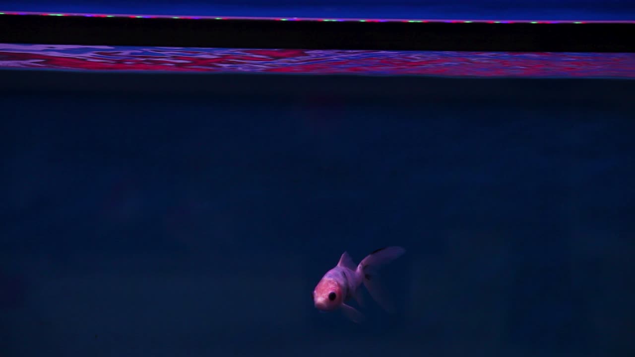 peces shubunkin nadando en los bordes del marco antes de volver a salir rápidamente para buscar comida