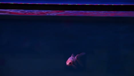 peces shubunkin nadando en los bordes del marco antes de volver a salir rápidamente para buscar comida