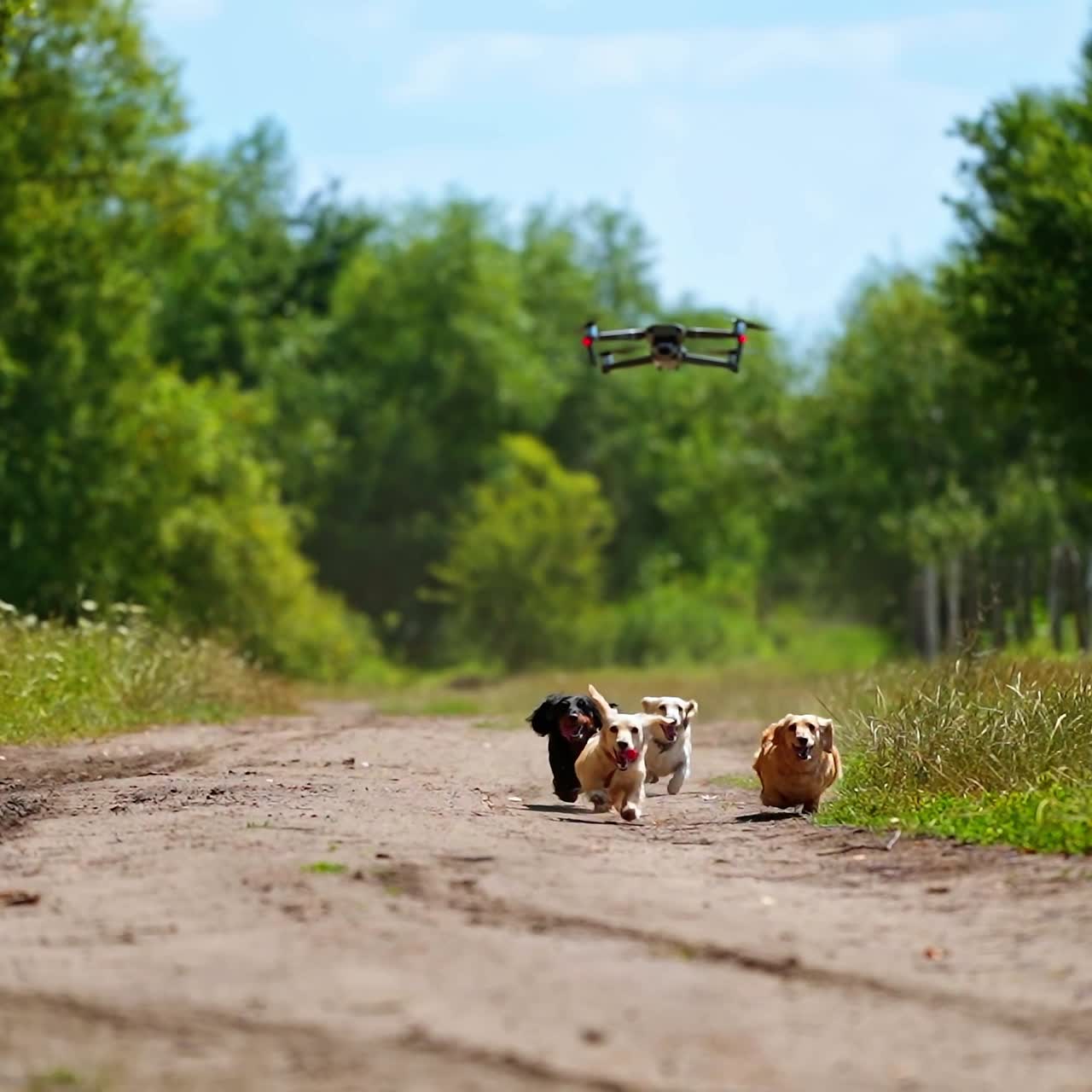 Running dogs and drone. Funny pets run on the road in the countryside. Drone accompanies the domestic pets in a sunny summer day.