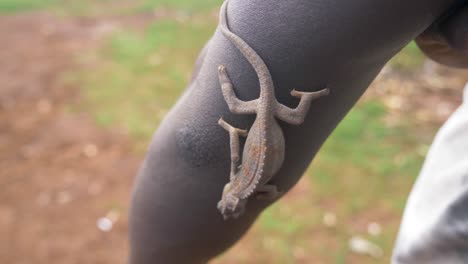 a slow motion shot of a chameleon climbing down the arm of an african in a rural community