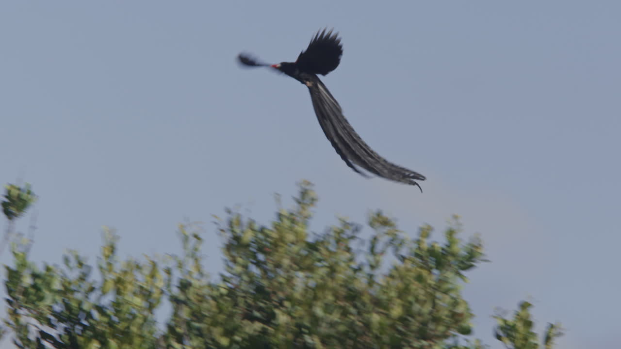 Uccello vedova codalunga in volo e mentre atterra sulla cima di un albero