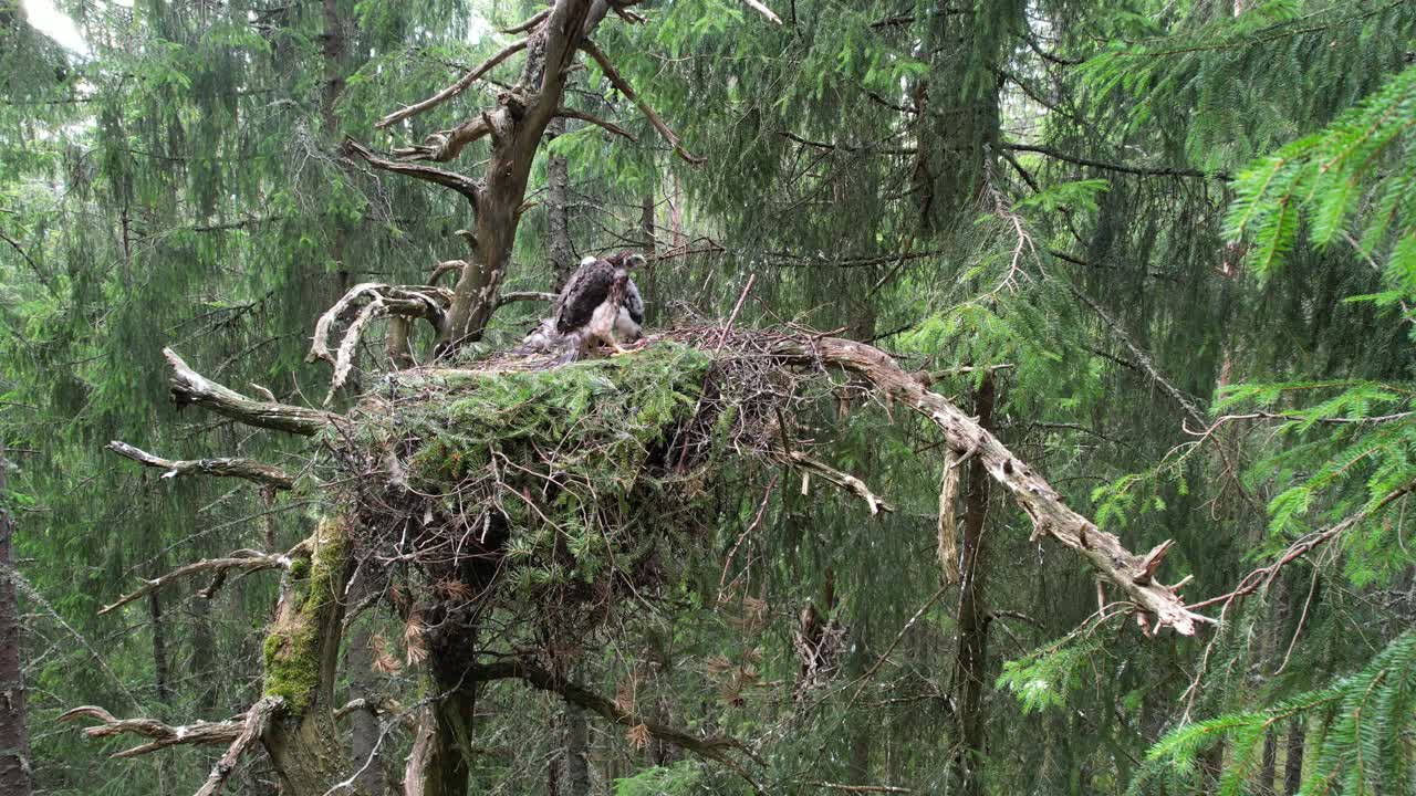 Juvenile Eurasian Goshawk chicks in huge nest, high in dead tree in coniferous forest, wide angle.