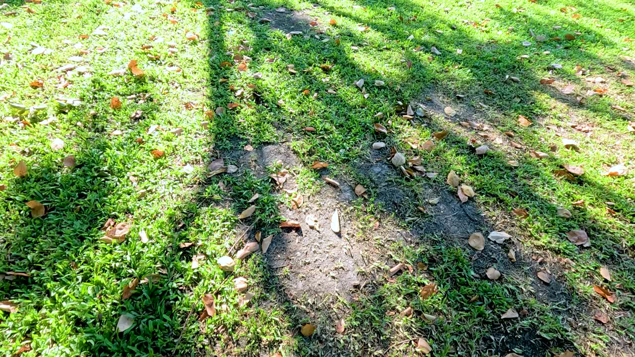 Sunlit park scene with lush greenery and long shadows. Captures tranquil morning ambiance in Bangkok's Rama IX Park