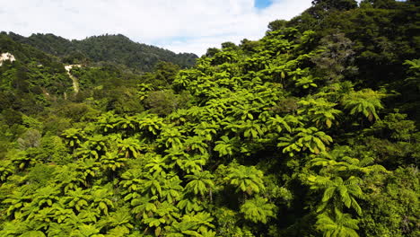vista aérea de la selva tropical cubierta de palmeras de helecho de nueva zelanda