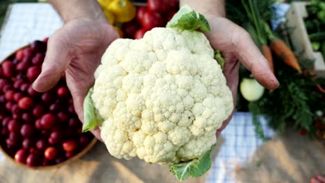 cauliflower in the hands of an elderly farmer