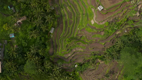 Ascending-top-down-overhead-birds-eye-aerial-view-of-large-green-terraced-rice-farms-on-the-hillside-surrounded-by-tropical-palms-and-rural-houses