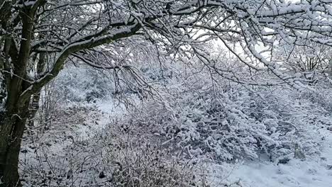 pan across snow covered rural winter wonderland wilderness with falling slow motion snowfall melting at sunrise