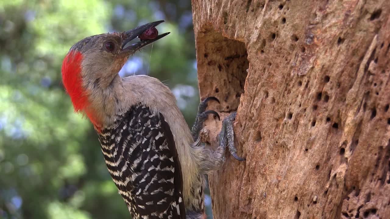 빨간 배불뚝이 딱따구리가 나무에 있는 둥지에 도착하여 새끼에게 먹이를 주는 아름다운 사진