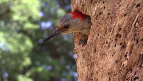hermosa foto de un pájaro carpintero de vientre rojo que llega a su nido en un árbol y alimenta a sus crías