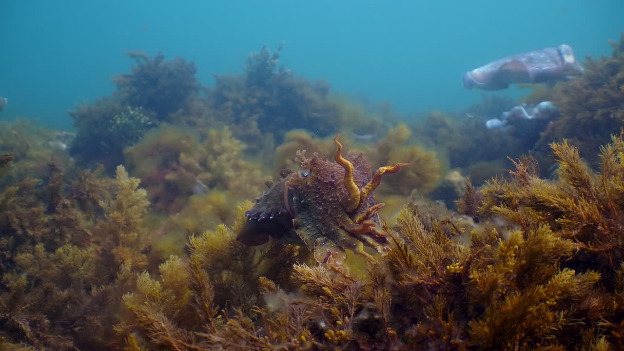 Seppia gigante australiana Sepia apama: migrazione a Whyalla, Australia Meridionale. Slow motion 4K, accoppiamento, deposizione delle uova, combattimento, aggregazione, sott'acqua.