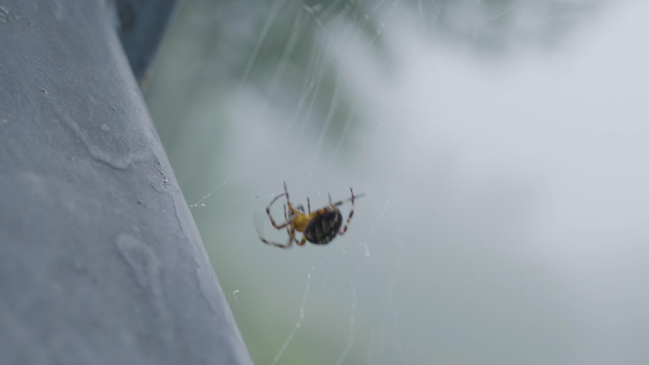 거미줄에 있는 거미