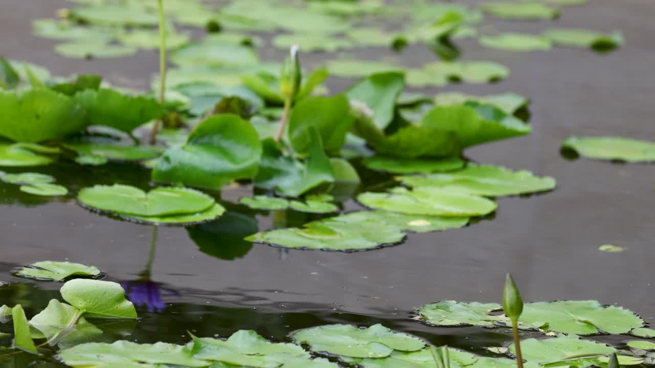 Green water lilies float peacefully on a calm pond, reflecting natural beauty and tranquility in soft daylight