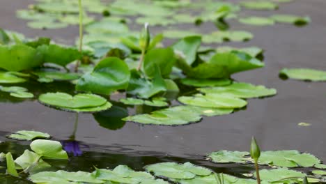 green water lilies float peacefully on a calm pond, reflecting natural beauty and tranquility in soft daylight