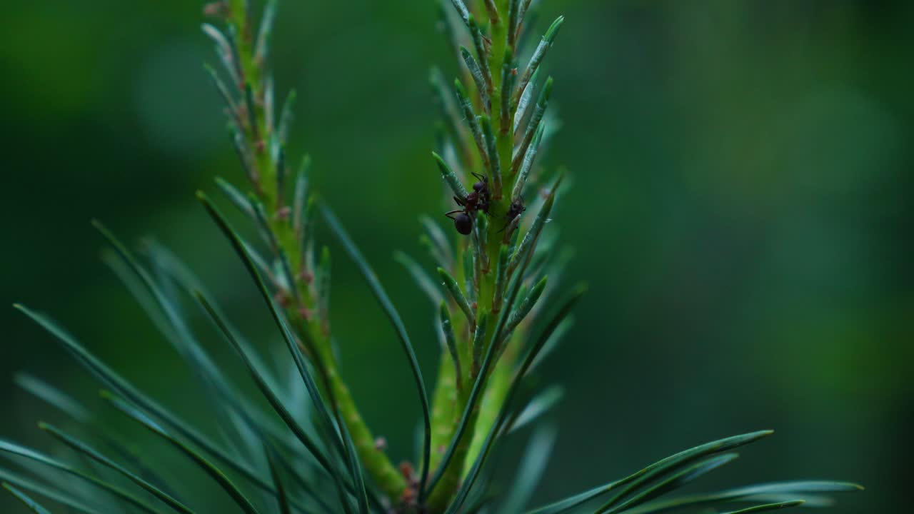 anti negro salvaje descansando en una rama de abeto verde vibrante en el bosque, tiro macro estático