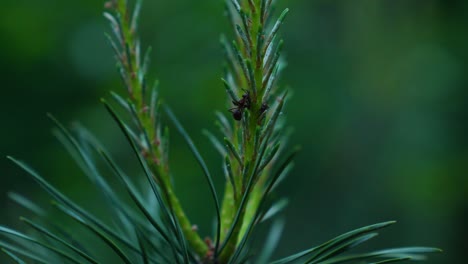 wild black anti resting in vibrant green fir branch in forest,static macro shot