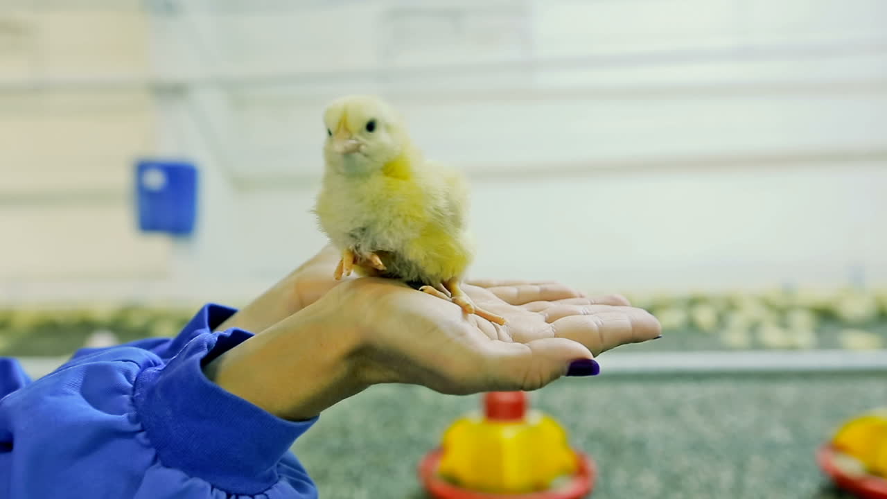 Baby chicken hatched from eggs in incubator