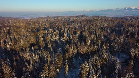 Hermoso-Bosque-Salvaje-De-Suiza-En-Invierno---Aéreo