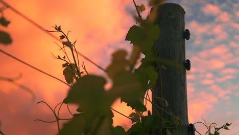 closeup, right to left dolly of a vine growing up a wooden pole in a vineyard in waipara, new zealand