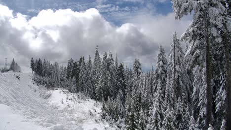 Naturaleza-Invernal-Con-Pinos-Cubiertos-De-Nieve-Contra-El-Celaje