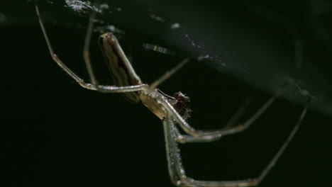 Nahaufnahme-Einer-Spinne,-Die-In-Zeitlupe-Eine-Fliege-Frisst