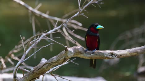 Facing-front-and-looking-to-its-left-then-tilts-its-head-a-little,-Black-and-red-Broadbill,-Cymbirhynchus-macrorhynchos,-Kaeng-Krachan-National-Park,-Thailand