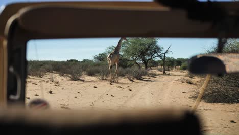 Eine-Große-Giraffe-Rennt-Vor-Ein-Safariauto-Und-Ist-Ganz-Nah-An-Den-Touristen