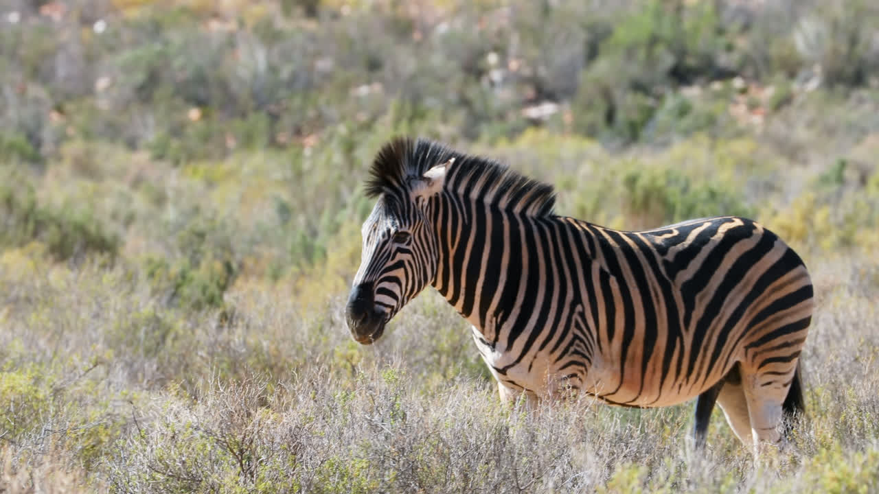 Zebra che pascola nella prateria 4K