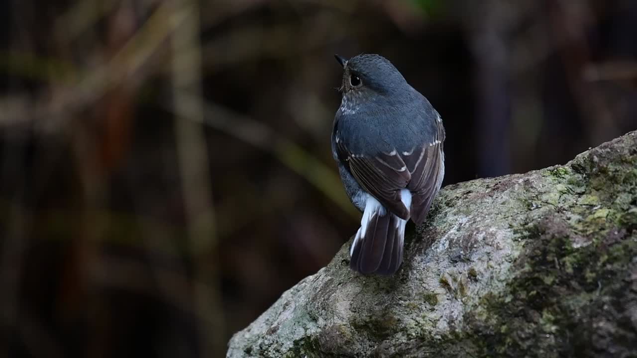Plumbeous Water Redstart, Phoenicurus fuliginosus