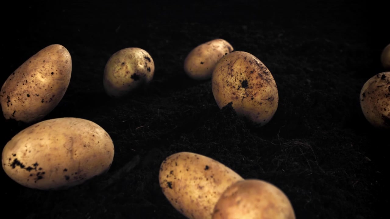 Patate fresche che cadono su terreno scuro.
