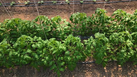 tomas de ángulo alto de plantas de tomate trellizadas en una granja orgánica en invernadero