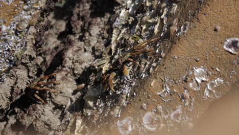 Cerca-De-Un-Pequeño-Cangrejo-En-Las-Rocas-Del-Mar-En-Un-Día-Soleado-En-Busca-De-Comida,-Otros-Emergen-Lentamente-Bien-Camuflados-Desde-Abajo