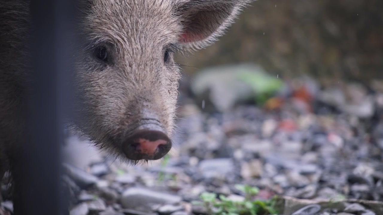 Cinghiale che guarda in camera