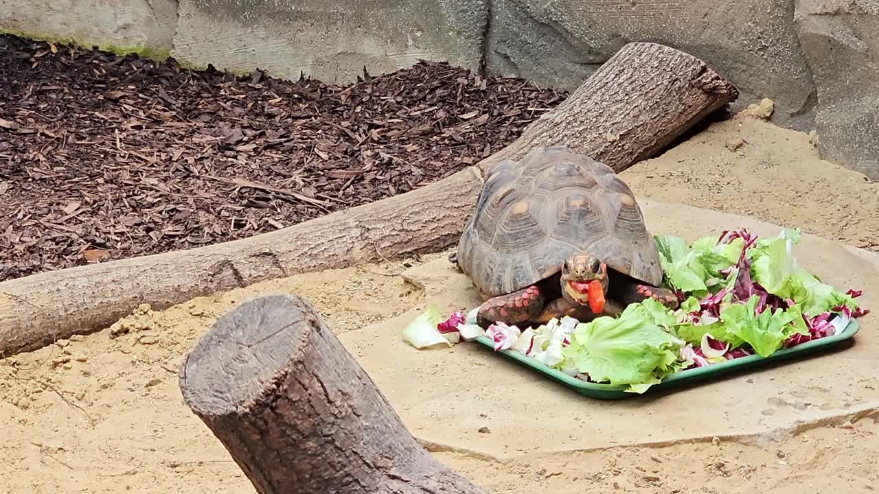 Red-legged tortoise enjoys a salad buffet. with zoom in