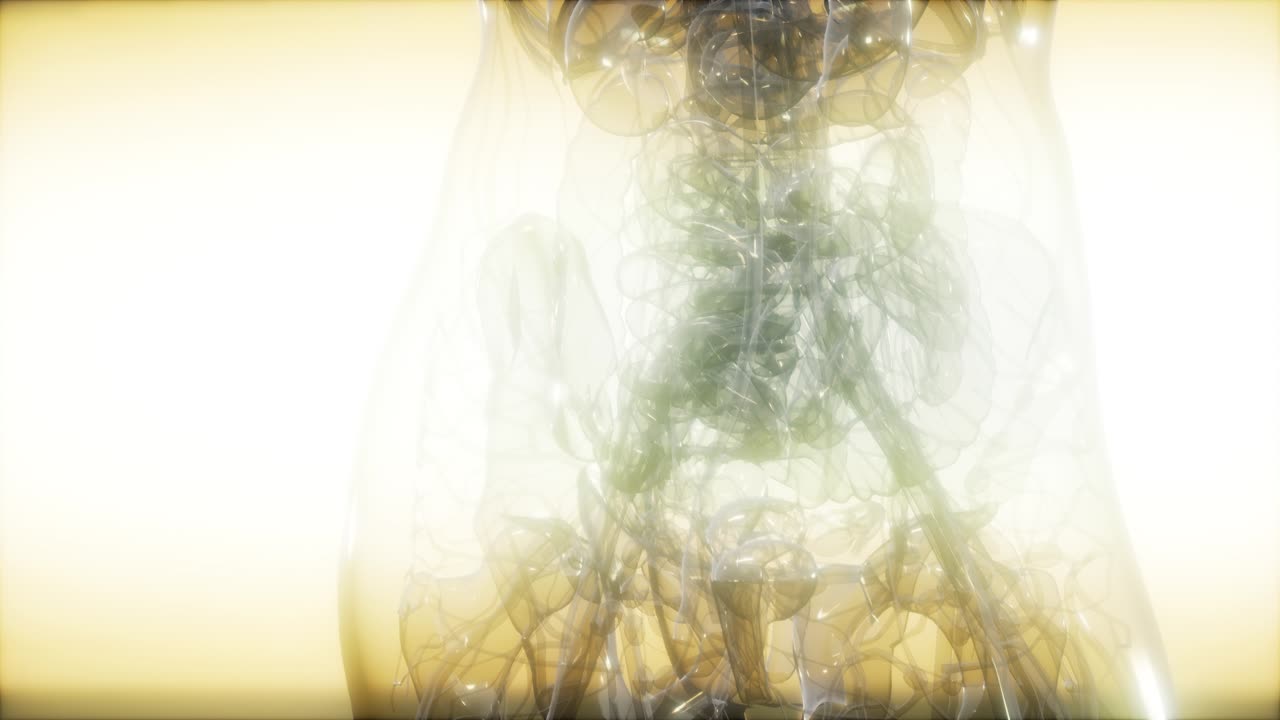 imagen de rayos x del cuerpo humano