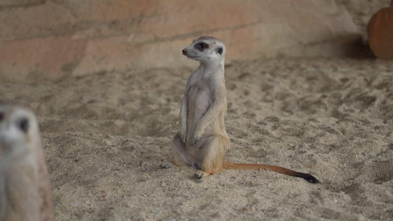 Suricata ou Suricata suricatta em vigília na areia em um recinto para a família.