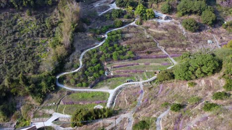 winding mountain road cutting through green terraced fields, aerial view, sunny day