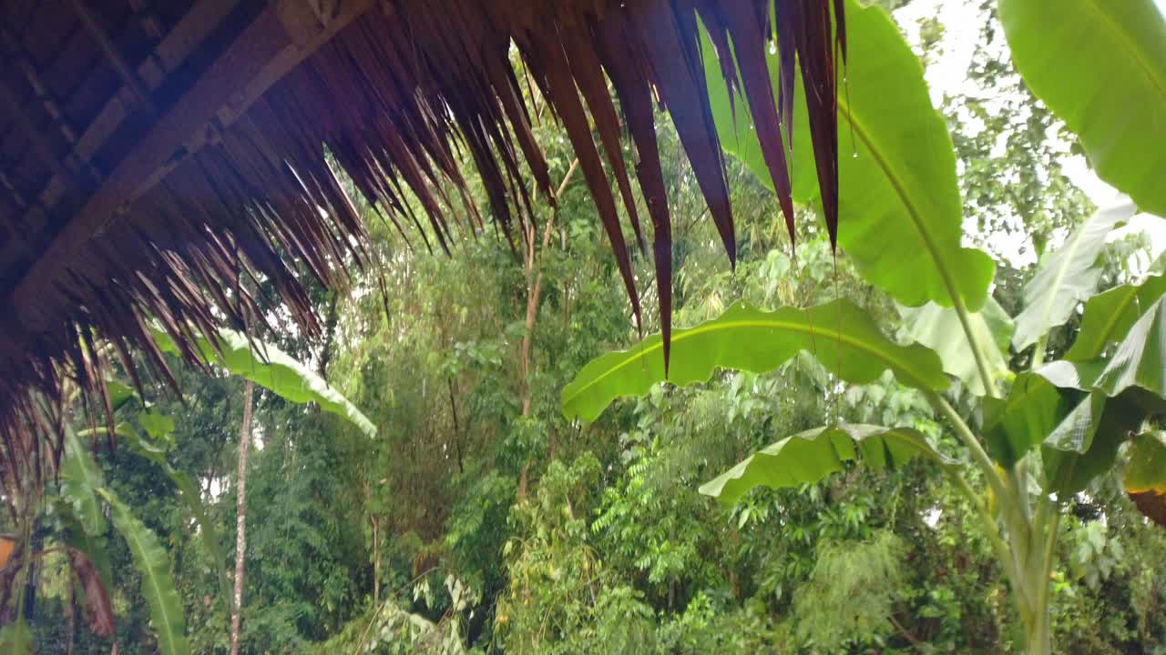 gotas de lluvia cayendo del techo de palma seca de una casa tropical en medio de un bosque