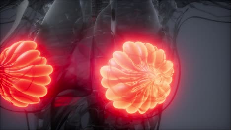 cuerpo humano con brillo visible glándula mamaria