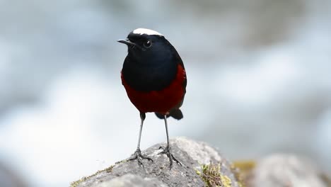 Der-Rotschwänzchen-Mit-Der-Weißen-Kappe-Ist-Bekannt-Für-Seine-Schöne-Weiße-Krone,-Die-Dunkelblau-schwärzlichen-Flügel-Und-Das-Braune-Untergefieder,-Und-Sein-Schwanz-Beginnt-Rot