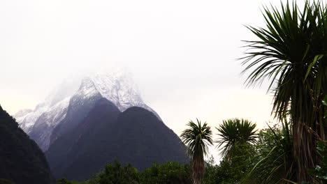 landscape with snow covered mount pembroke, cabbage palms in foreground