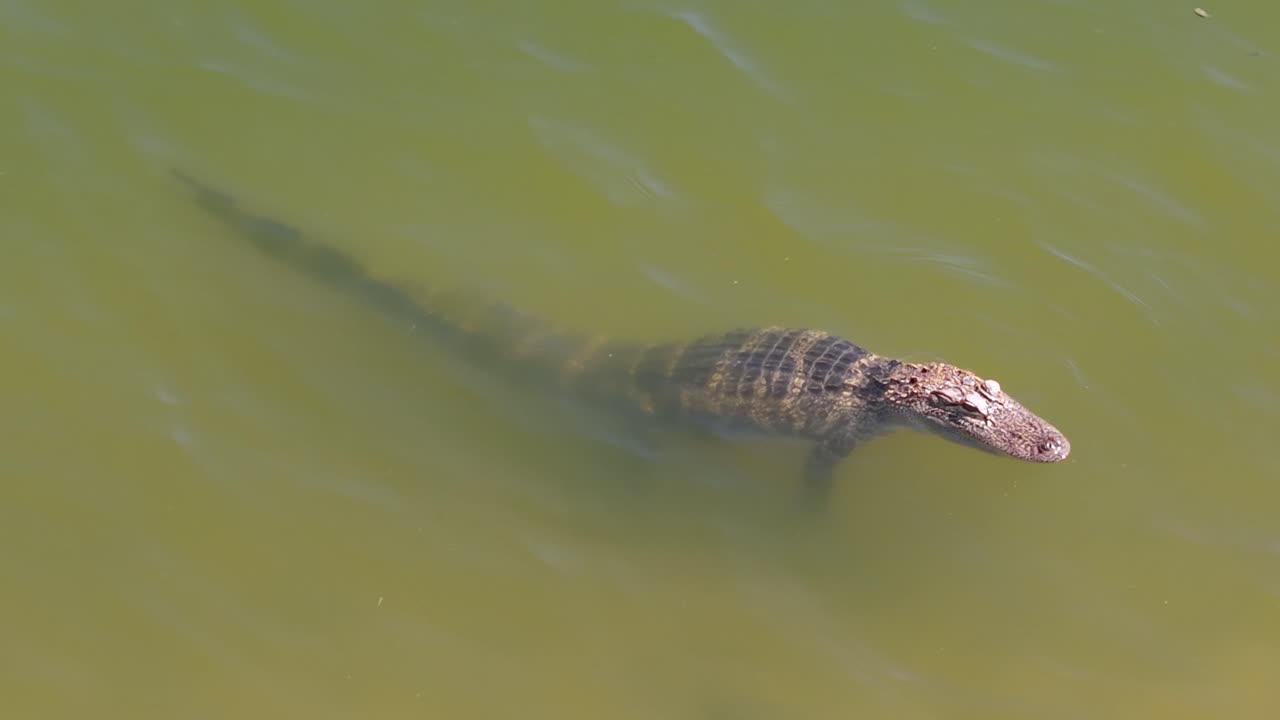 Drone captures alligator relaxing in the warm winter pond waters of Central Florida