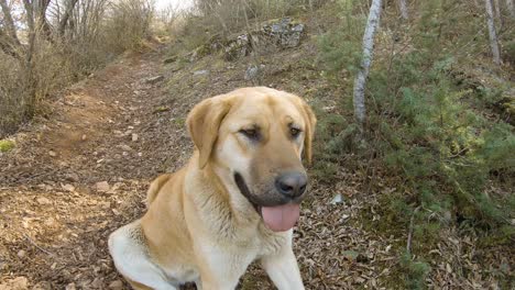 perro sentado en una pista de montaña en el bosque, lamiendo su boca