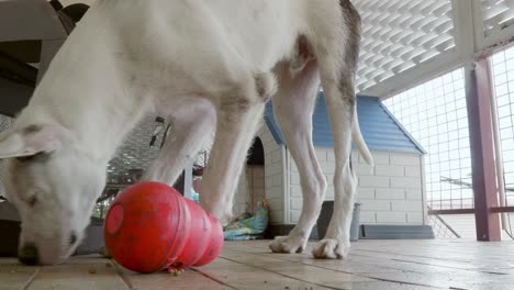 Perro-Blanco-Jugando-Y-Alimentando-Juguetes-Para-Su-Almuerzo-En-El-Balcón