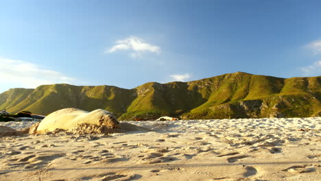 la somnolienta foca elefante del sur hace una siesta tarde, sobre la playa de onrus