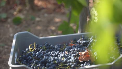 a bin of harvested wine grapes sit under the sun in a vineyard